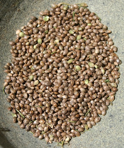 [hemp-seeds[7].jpg]